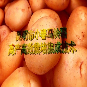 小春马铃薯高产高效栽培技术